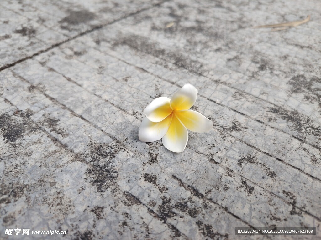 鸡蛋花