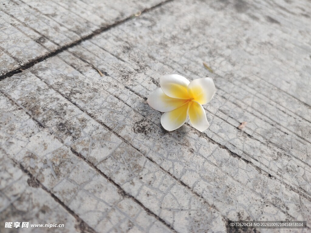 鸡蛋花
