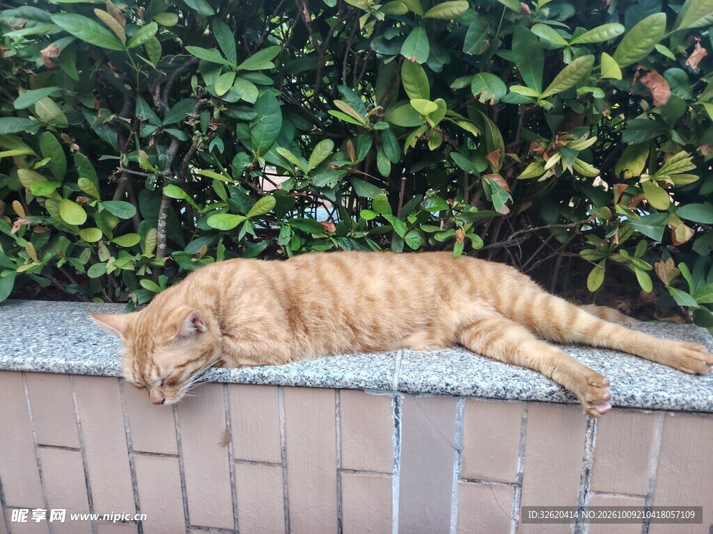 墙沿伸展的橘猫