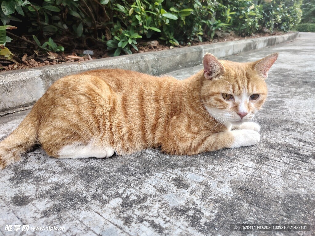 路边休憩的橘猫