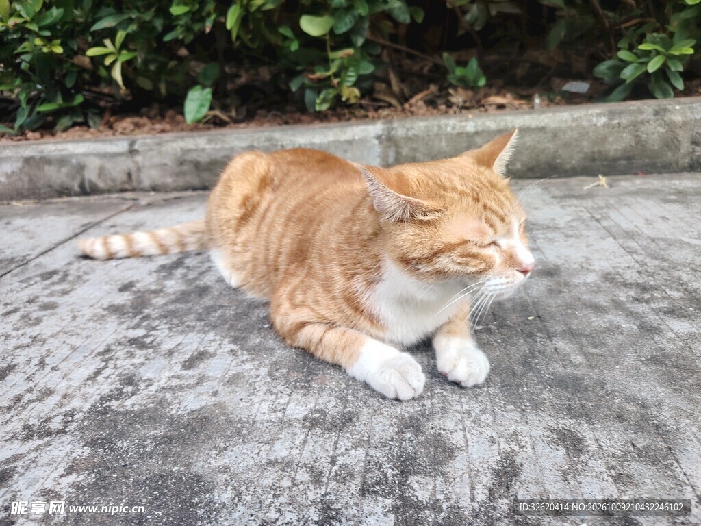 户外休憩的胖橘猫