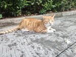 路边休憩的橘猫