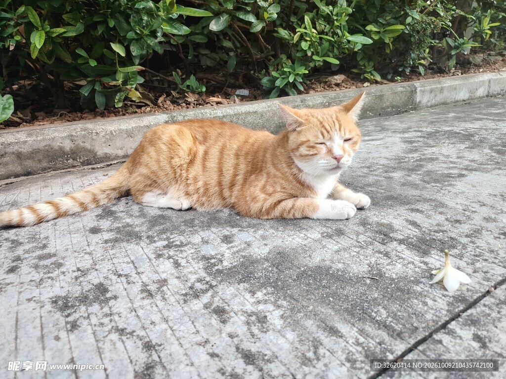 路边休憩的橘猫