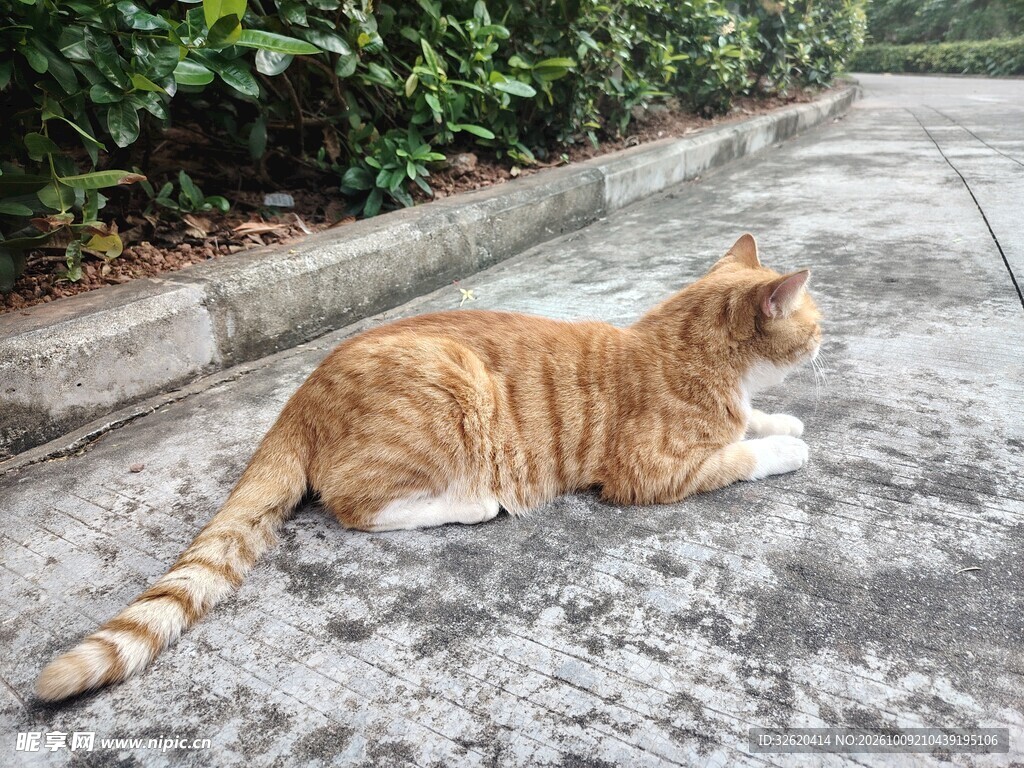路边休憩的橘猫