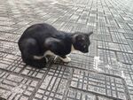 地面蹲坐的黑白小猫