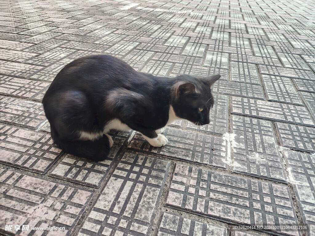 地面蹲坐的黑白小猫