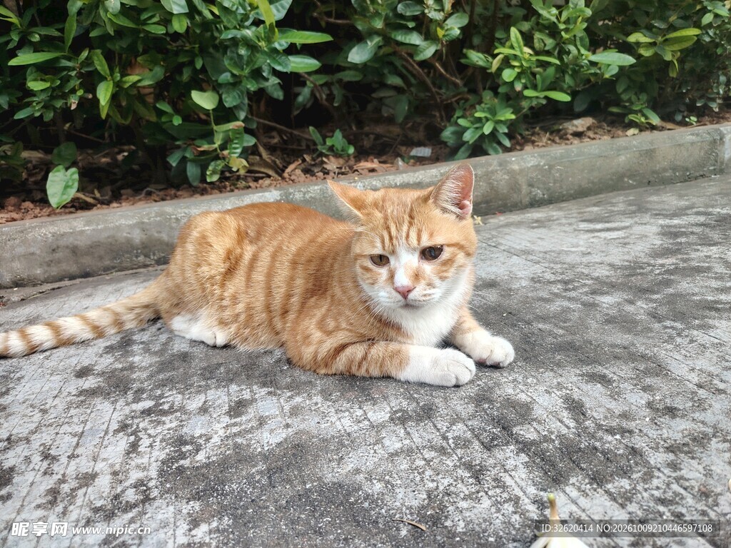 路边休憩的小橘猫