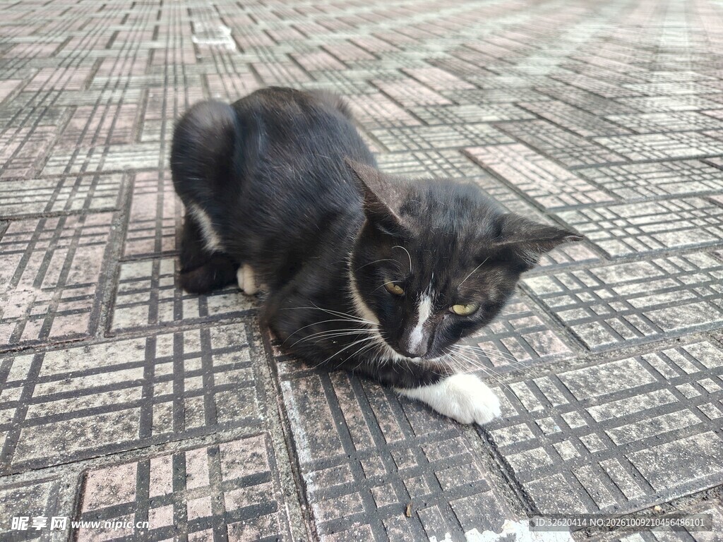 地砖上休憩的小黑猫