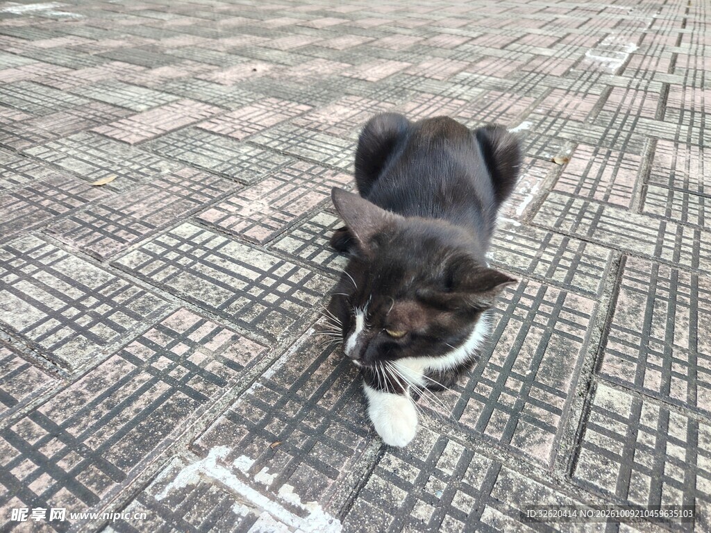 地砖上的黑白小猫