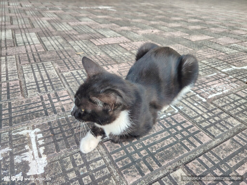 小猫 黑猫