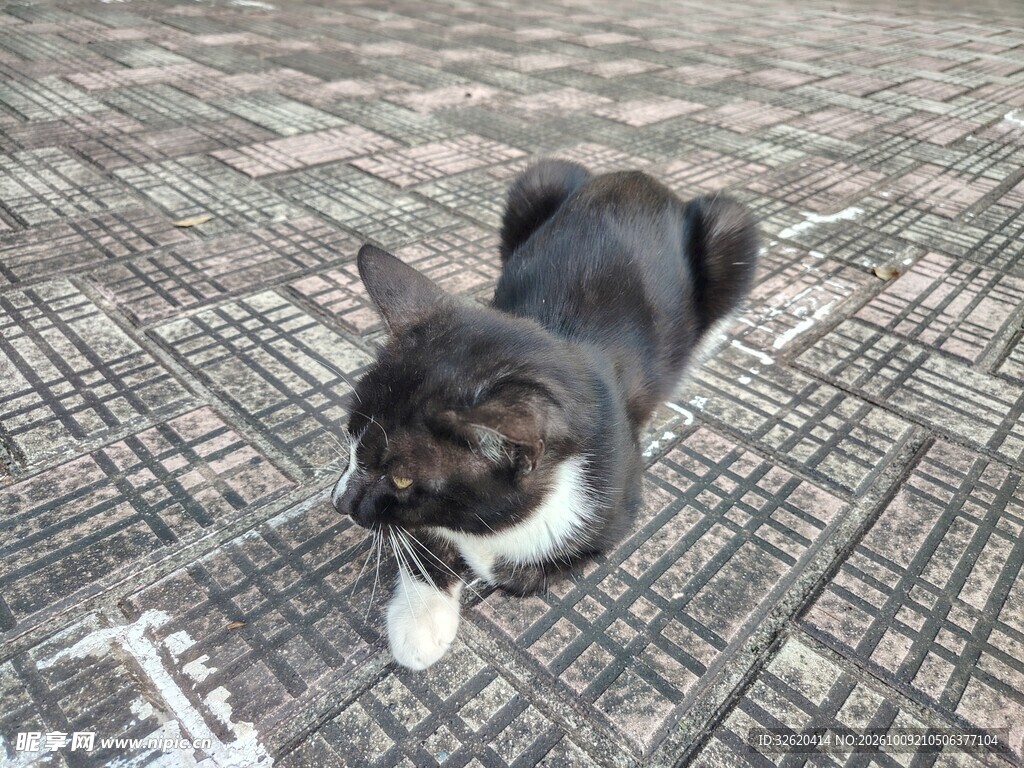 小猫 黑猫