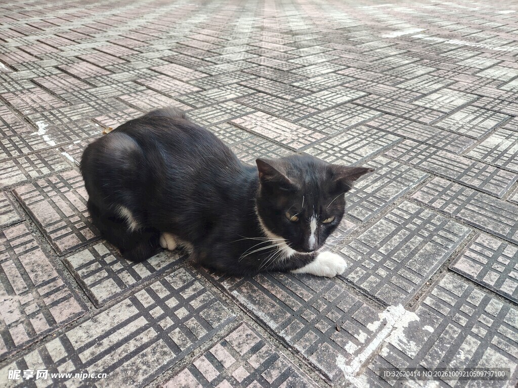 趴在地砖上的小黑猫