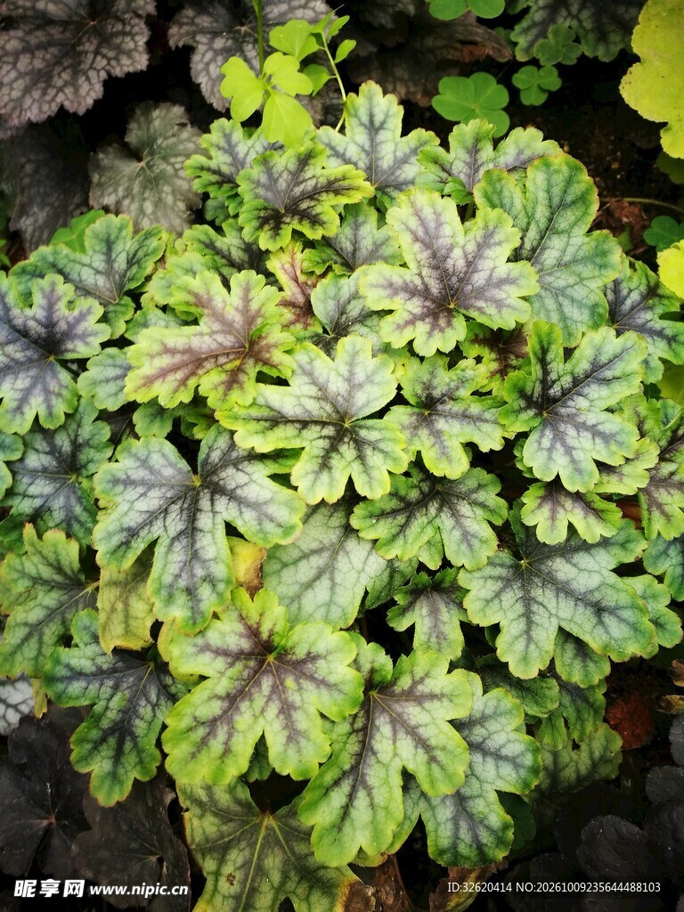 彩叶矾根绿植特写