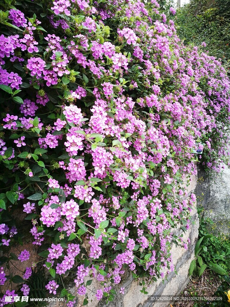 满丛盛放紫色小花