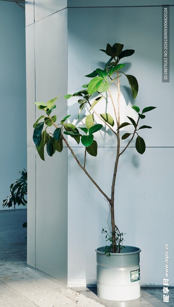 室内清新绿植盆栽