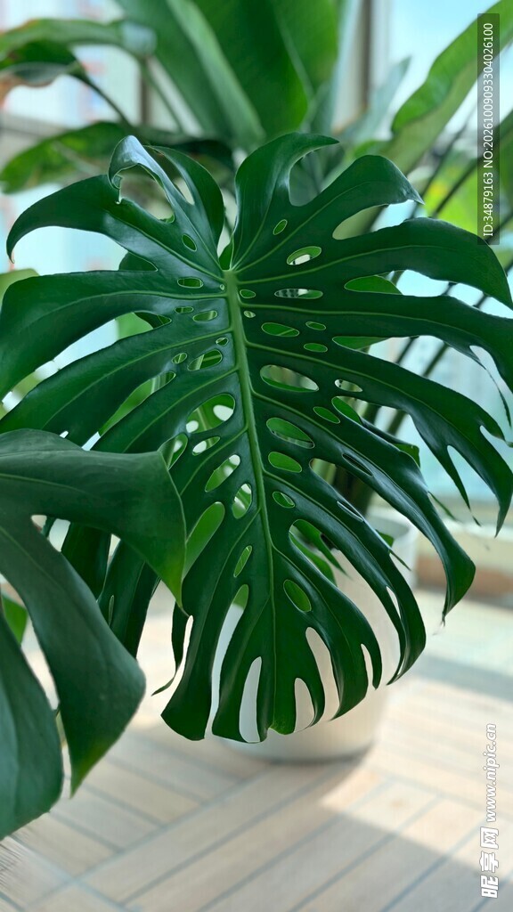 窗边龟背竹绿植盆栽