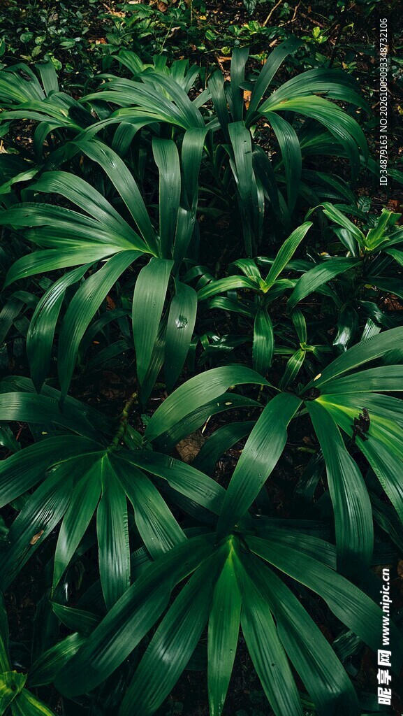 浓绿丛生绿植特写