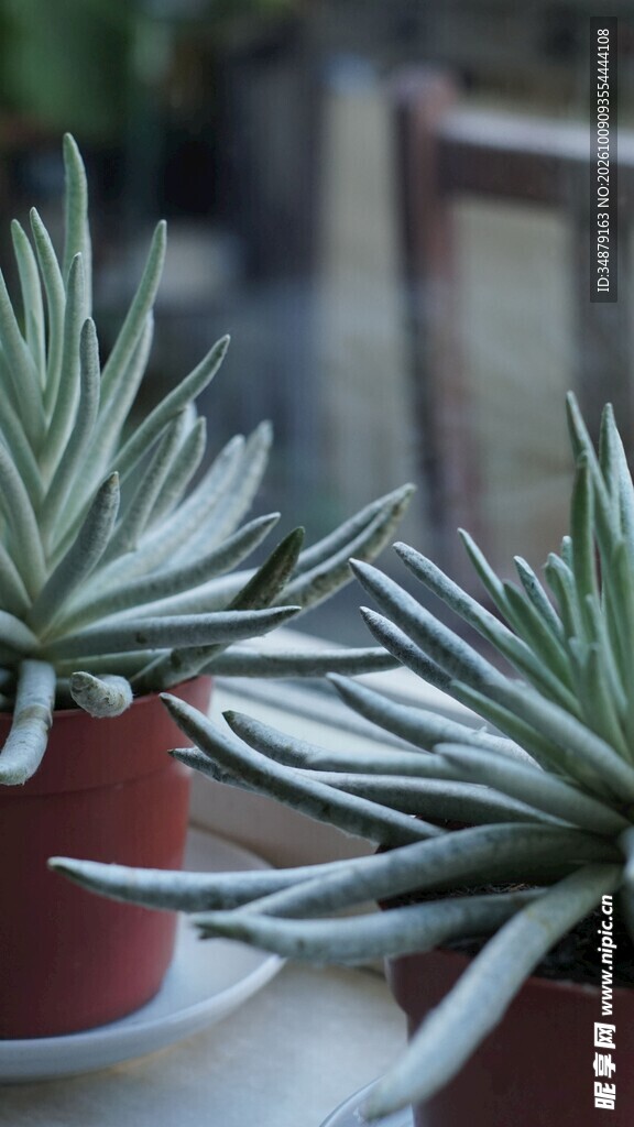 绿植盆栽近景特写