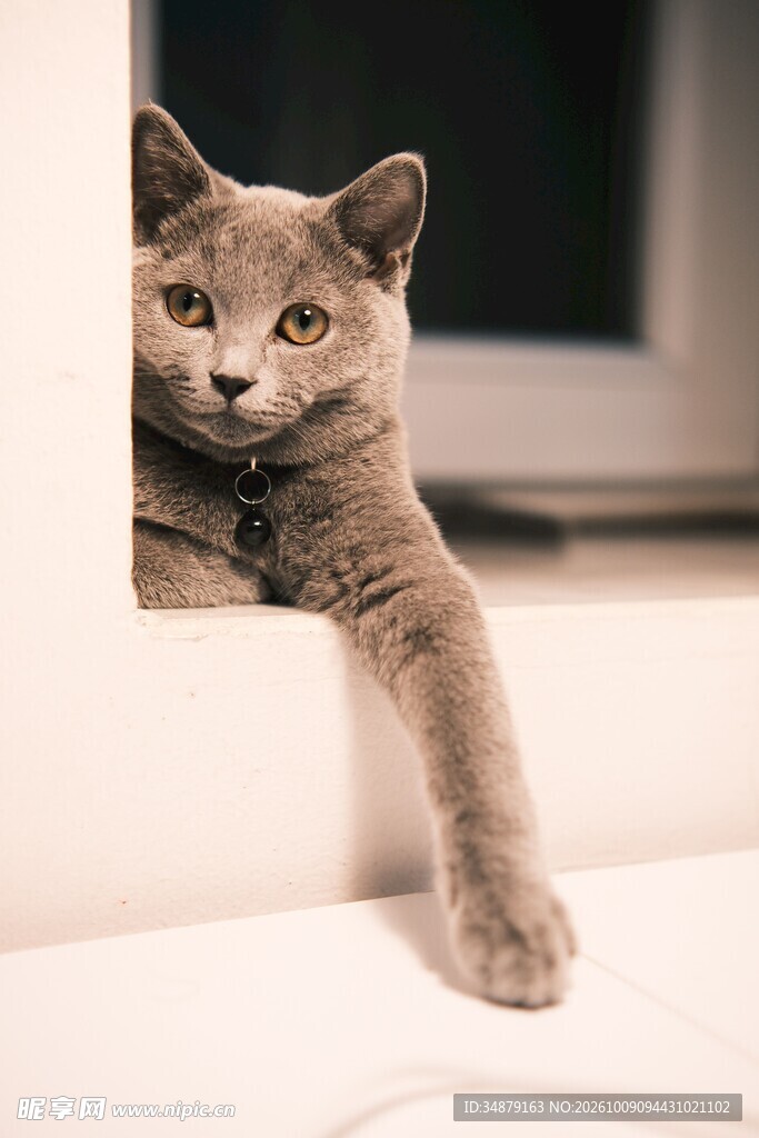 探出身子的可爱小猫