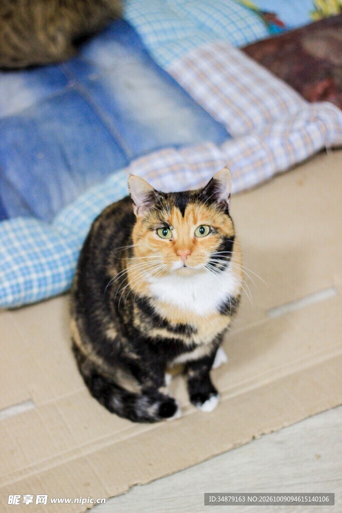 蹲坐的可爱三花胖猫