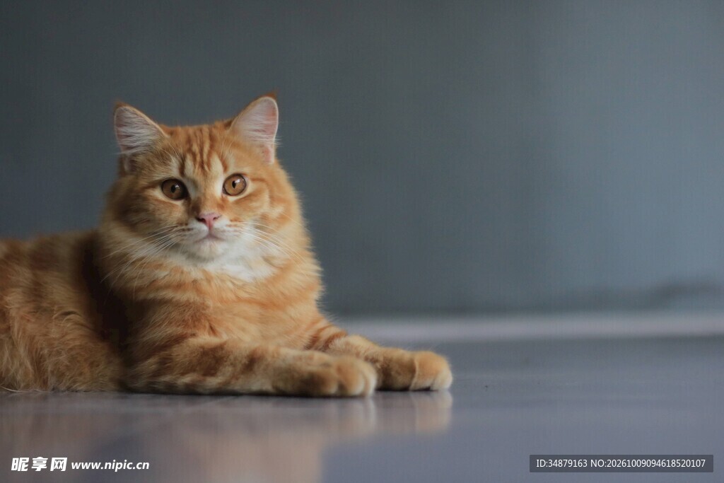 慵懒趴卧的橘猫