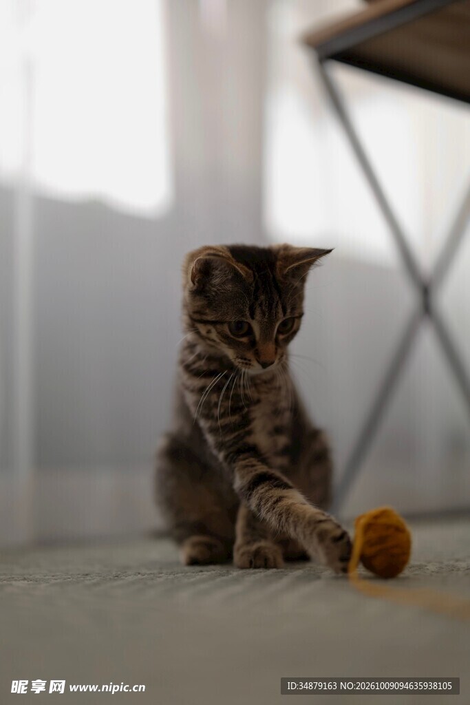 玩逗猫棒的虎斑小猫