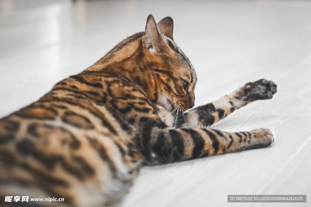 放松伸爪的虎斑猫