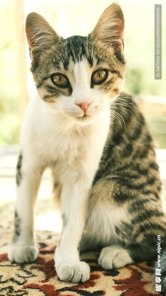 呆萌虎斑小猫咪