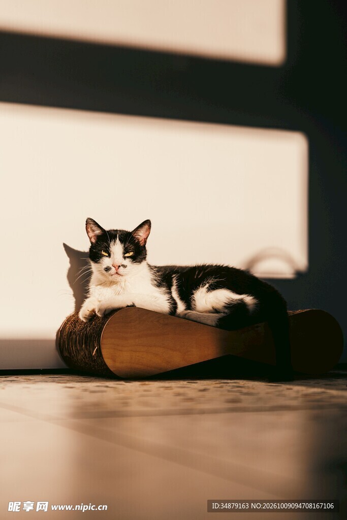 窗边慵懒休憩的小猫
