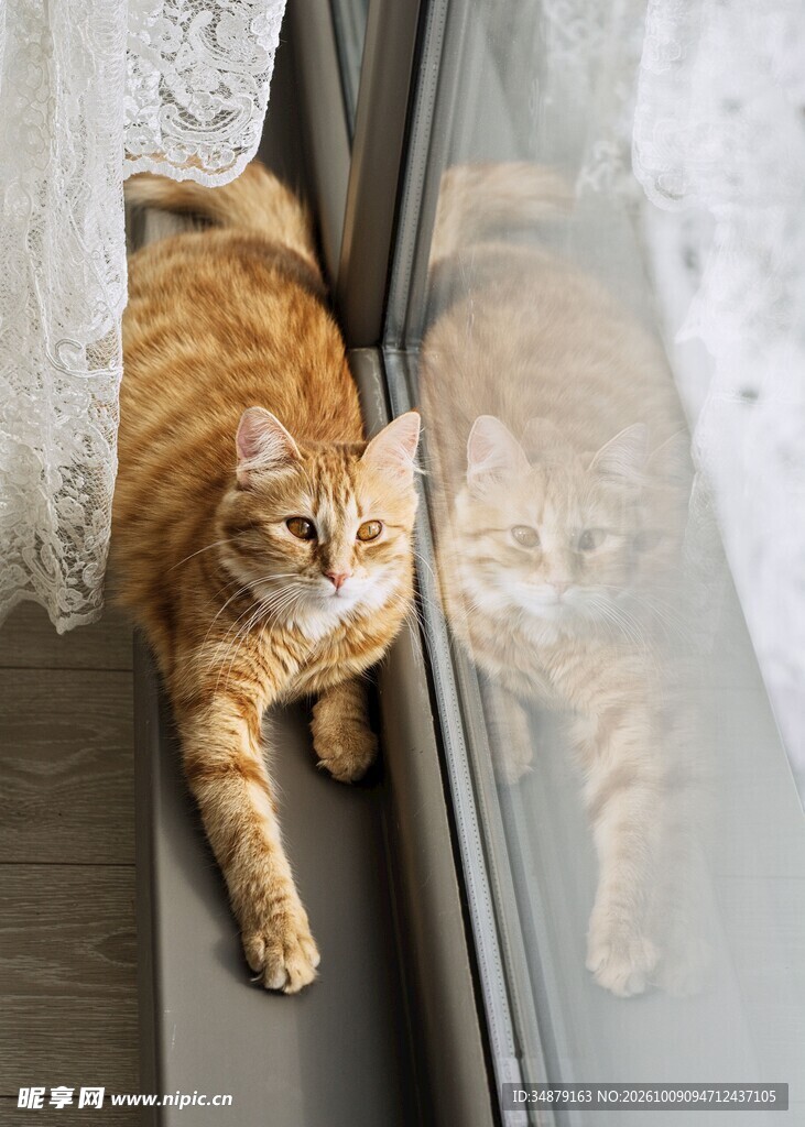 窗边慵懒橘猫