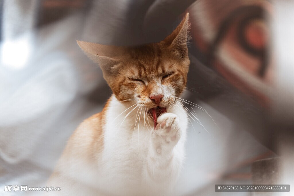打哈欠的可爱小猫