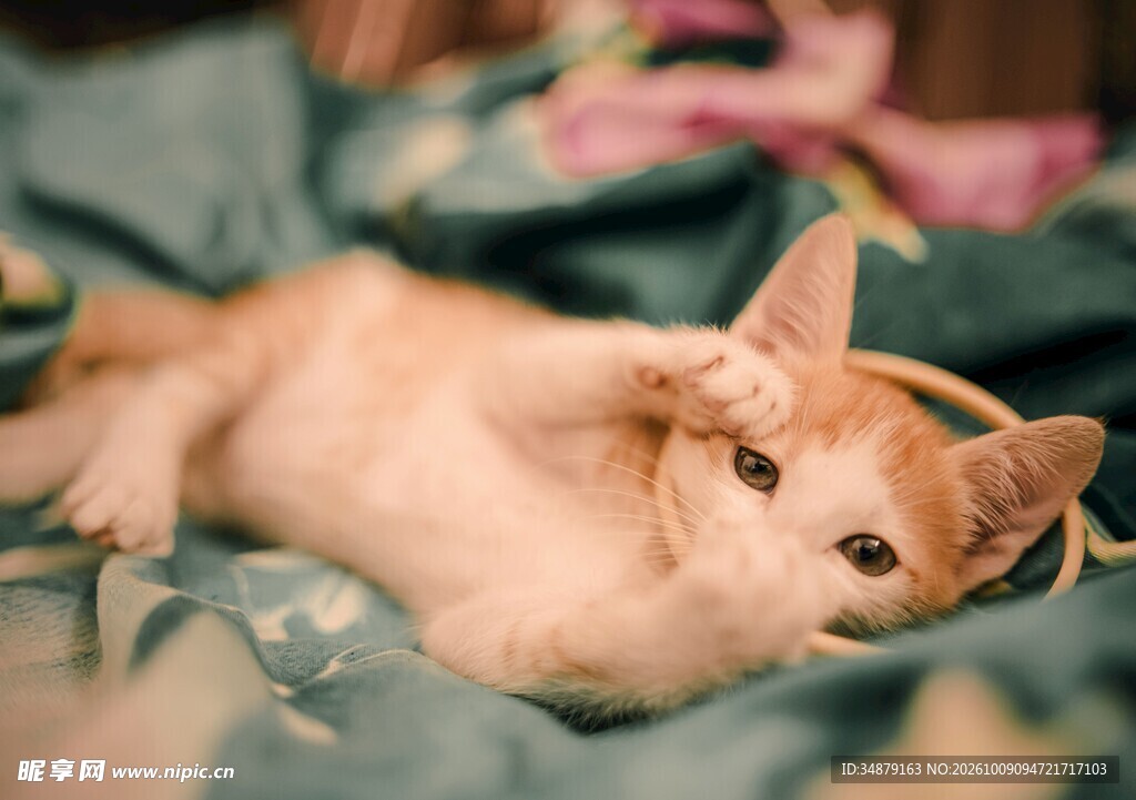 慵懒躺卧的小橘猫
