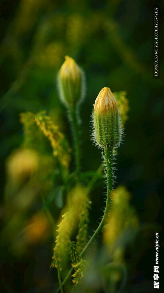 柔焦黄花苞特写