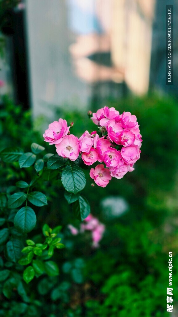 朦胧粉花小景