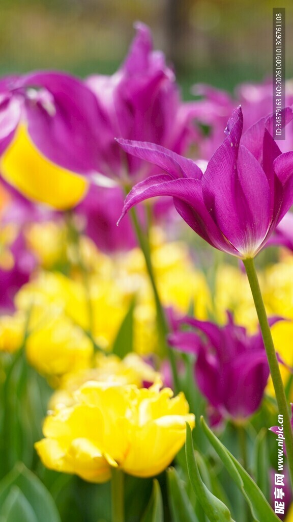 紫黄相间郁金香花丛