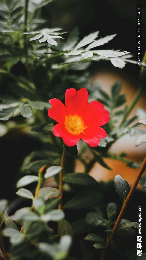 绿叶间的红色小花