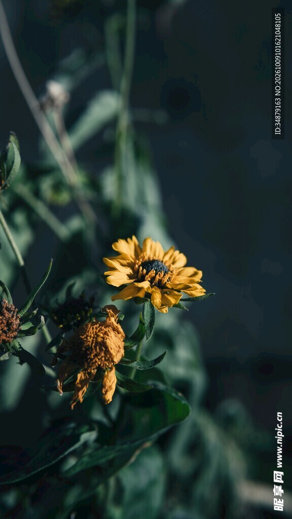 暗调朦胧黄色小花
