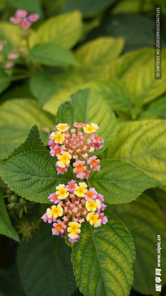 马缨丹花卉清新特写