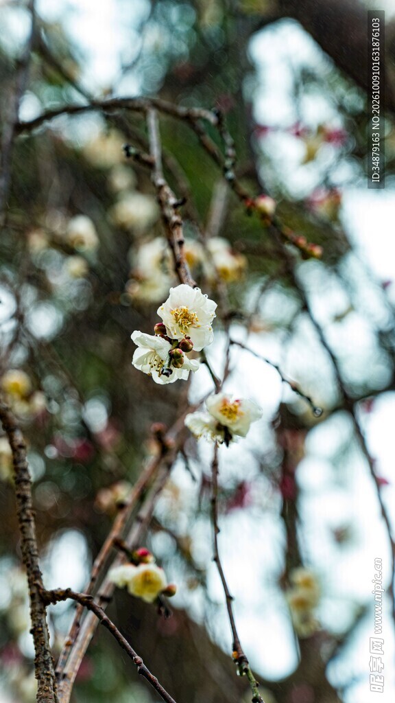 柔焦白梅花枝特写