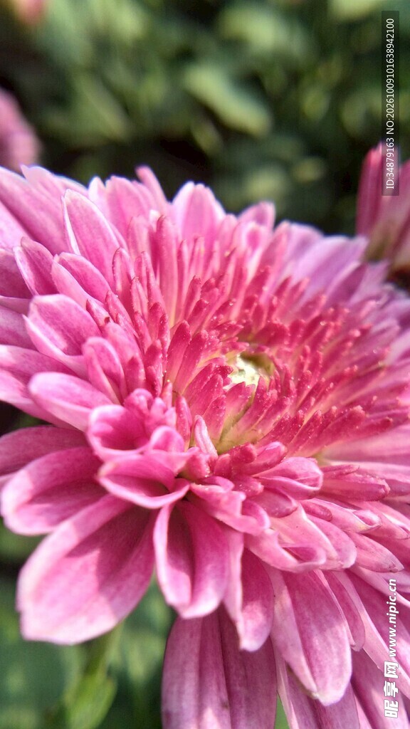 粉色菊花特写