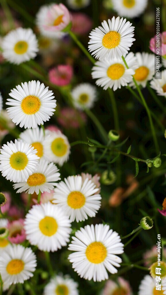 清新小雏菊花丛特写