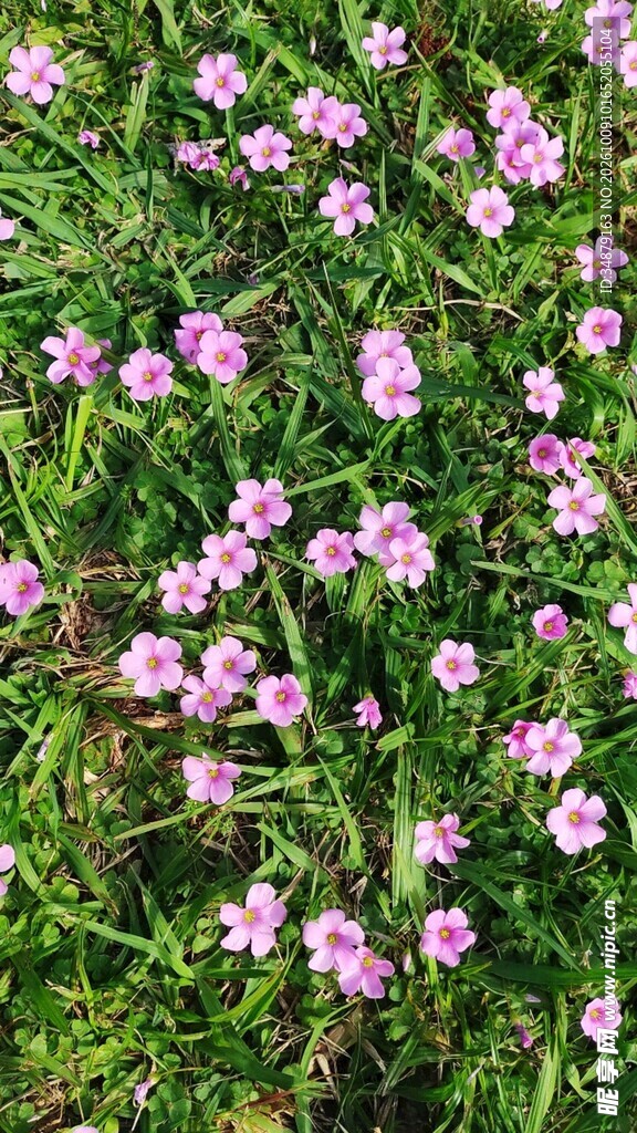 草丛间粉色小野花