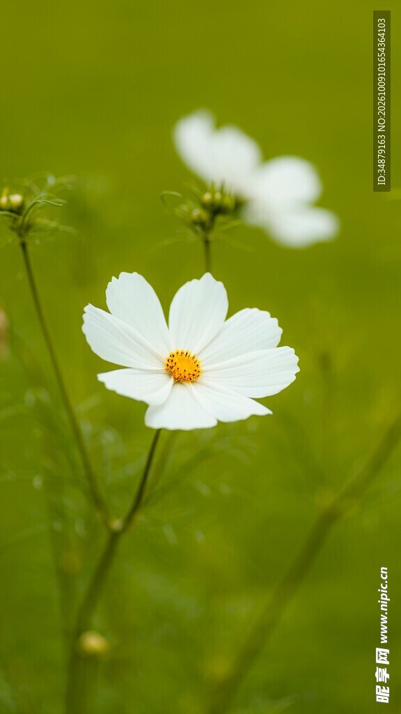 朦胧清新小雏菊