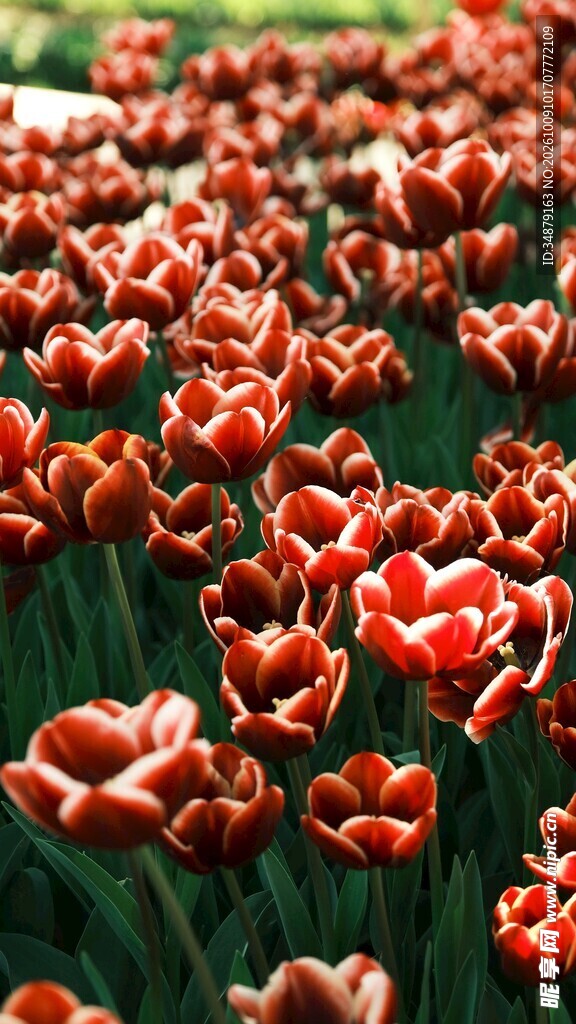 红色郁金香花海