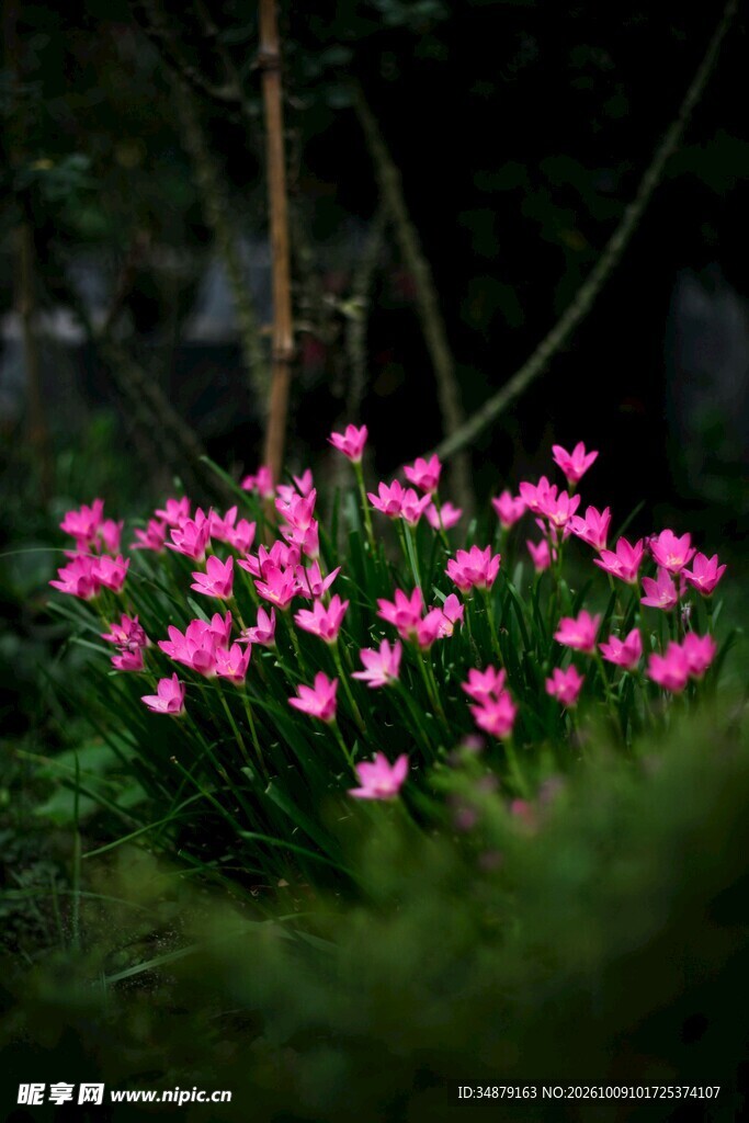 林间朦胧粉色花簇