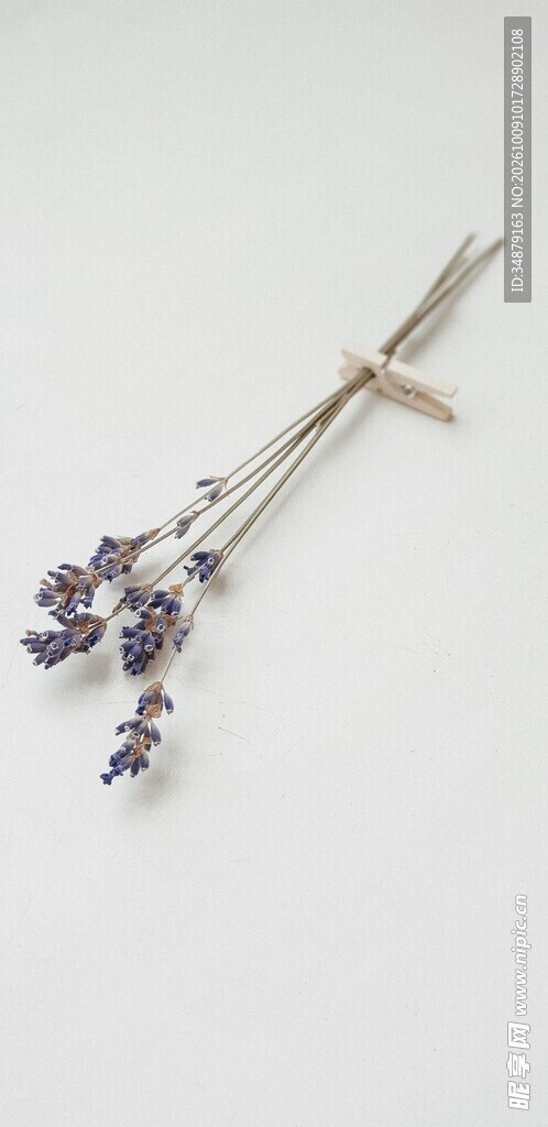 干薰衣草花束
