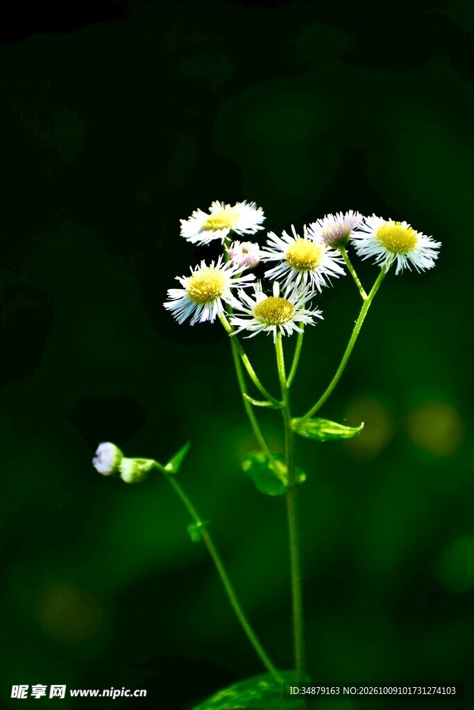 虚焦小白花特写