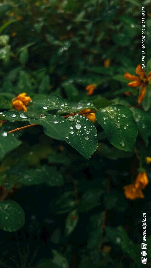 带露珠的翠绿枝叶
