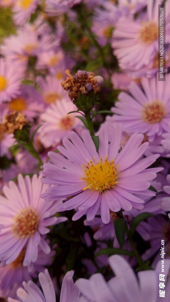 淡紫小菊花卉特写