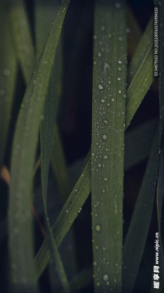 带露绿植叶片特写